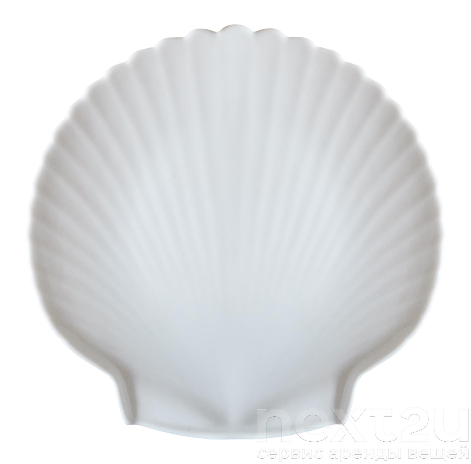 Морской гребешок ракушка. Разноцветные ракушки. Shell shaped. Ракушка hm home. Shell shaped.